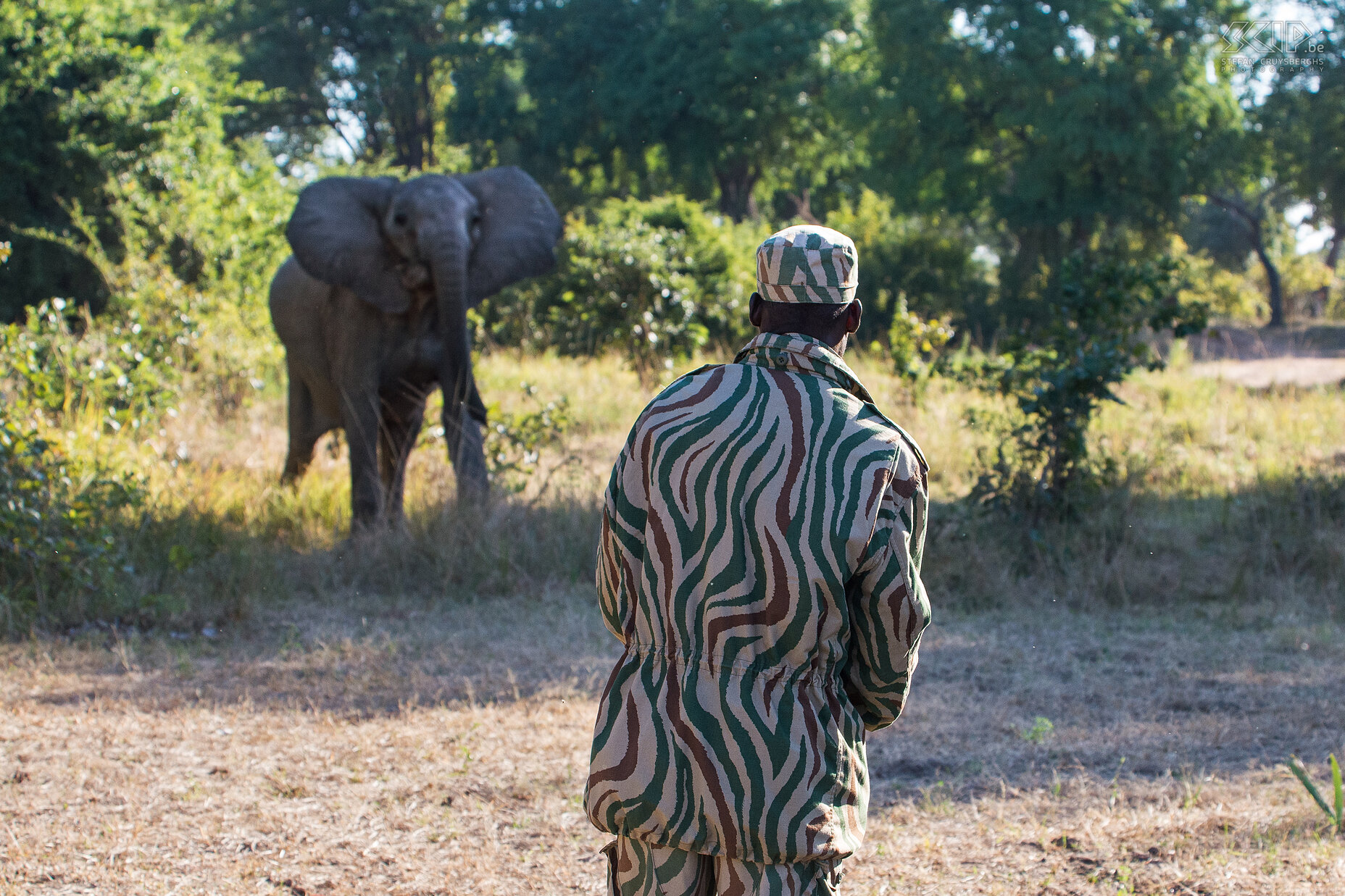 South Luangwa - Olifant aanval tijdens voetsafari South Luangwa park vormt de geboortegrond van de nu overal in Afrika bekende wandelsafari. Wij gingen dus ook een halve dag op wandelsafari met een gids en gewapende scout. ’t Was heel leerrijk en boeiend, avontuurlijk en zelfs even heel spannend. <br />
<br />
Na een uurtje kwamen we een eerste olifant tegen. Deze olifant brieste even bij het zien van ons, maar ging dan toch weg. Kort nadien kwam echter een vrouwtje zonder waarschuwing op ons afgestormd. Olifanten zonder slagtijden zijn vaak agressiever dan anderen. De ranger moest een waarschuwingsschot lossen om haar te stoppen. Iets heel uitzonderlijk, maar gelukkig was het voldoende om haar rechtsomkeer te laten maken. <br />
 Stefan Cruysberghs